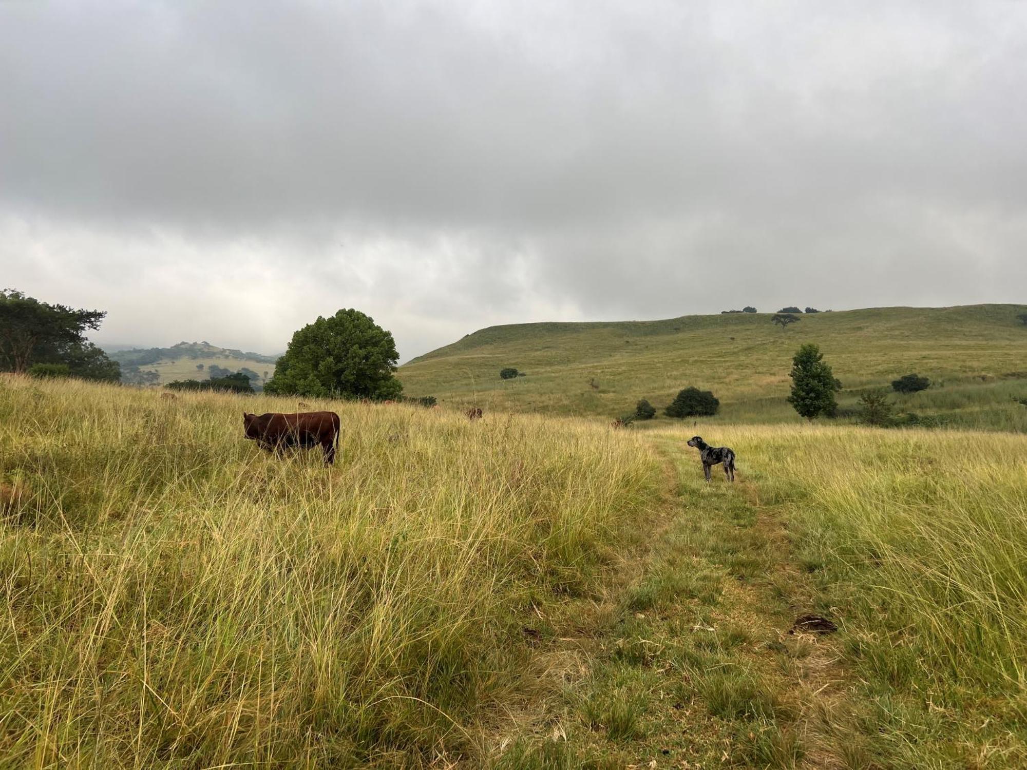 Вилла Wyford Farm Van Reenen Экстерьер фото